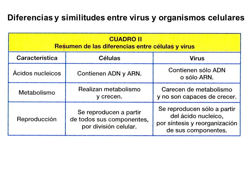 reproduccion de los virus resumen